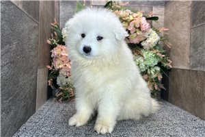Aurora - Samoyed for sale