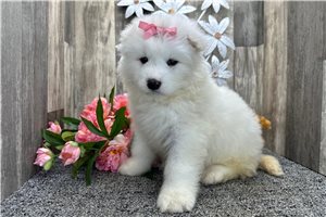 Amelia - puppy for sale