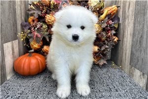 Vermont - puppy for sale