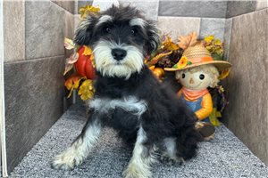 Cookie - Miniature Schnauzer for sale
