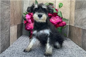 Cookie - Schnauzer, Miniature for sale