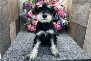 Cookie - Schnauzer, Miniature for sale