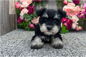 Cookie - puppy for sale