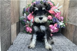 Cakes - puppy for sale