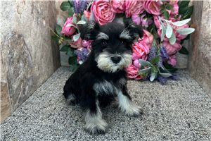 Cookie - Schnauzer, Miniature for sale