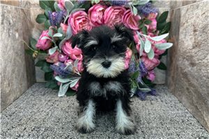 Cakes - Miniature Schnauzer for sale
