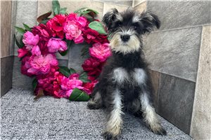 Cakes - Schnauzer, Miniature for sale