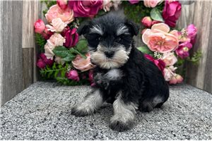 Cakes - Schnauzer, Miniature for sale