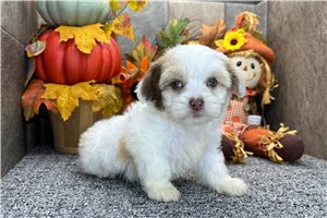 Naveen - Shih-Poo for sale
