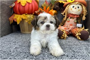 Nelson - Shih-Poo for sale