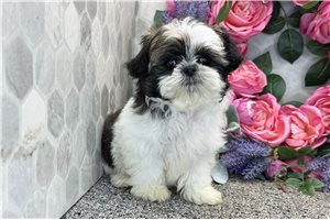 Mila - Shih-Poo - Shihpoo for sale