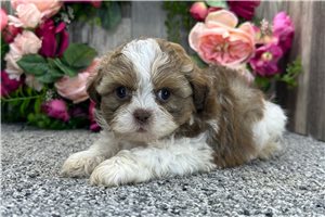 Chip - Shih-Poo - Shihpoo for sale