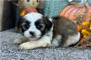 Gage - Shih-Poo for sale