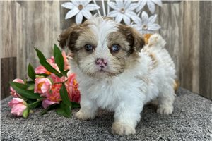 James - Shih-Poo - Shihpoo for sale