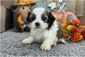 Gabe - Shih-Poo for sale