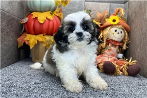 Gage - Shih-Poo for sale