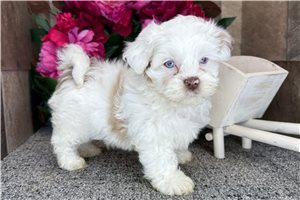 Mateo - Shih-Poo - Shihpoo for sale