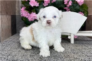 Mateo - Shih-Poo - Shihpoo for sale