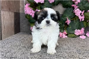 Mila - Shih-Poo - Shihpoo for sale