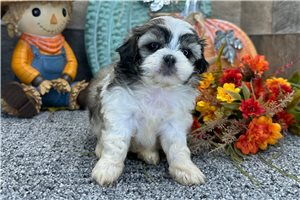 Gabby - Shih-Poo for sale
