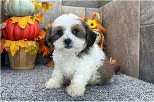 Gabe - Shih-Poo for sale