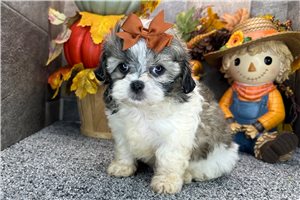 Gabby - Shih-Poo for sale