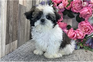 Mila - Shih-Poo - Shihpoo for sale