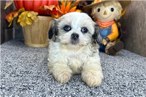 Gail - Shih-Poo for sale