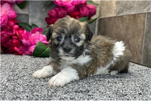 Vermont - Shih-Poo - Shihpoo for sale