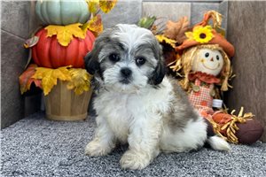 Gabby - Shih-Poo for sale