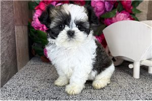 Mila - Shih-Poo - Shihpoo for sale