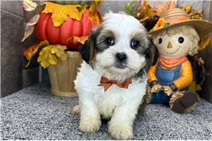 Gabe - Shih-Poo for sale