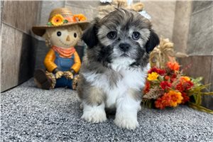 Vermont - Shih-Poo - Shihpoo for sale