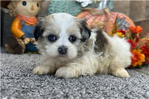 Gail - puppy for sale