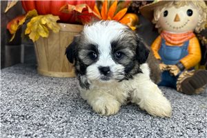 Gage - Shih-Poo for sale