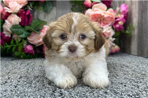 Coffee - Shih-Poo - Shihpoo for sale