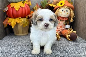 Neeson - Shih Tzu for sale