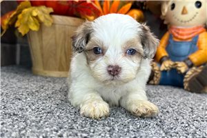 Neeson - puppy for sale