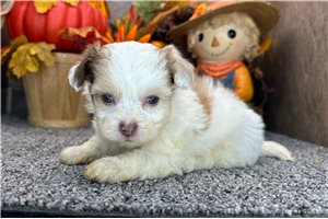 Naveen - Shih-Poo - Shihpoo for sale