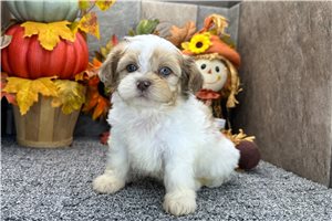 Nedd - Shih Tzu for sale