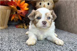 Nedd - puppy for sale