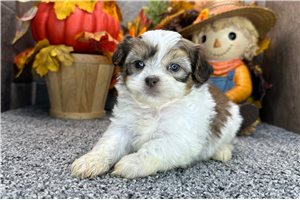 Nelson - puppy for sale