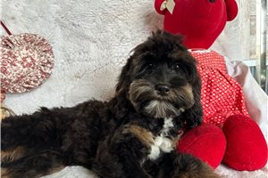 Naralee - Cockapoo for sale