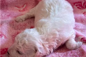 Edith - puppy for sale