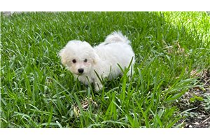 Joe - puppy for sale