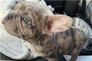 Rick - French Bulldog for sale