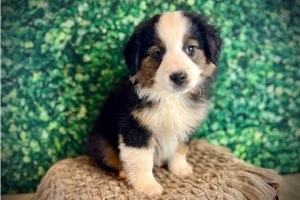Lee - puppy for sale