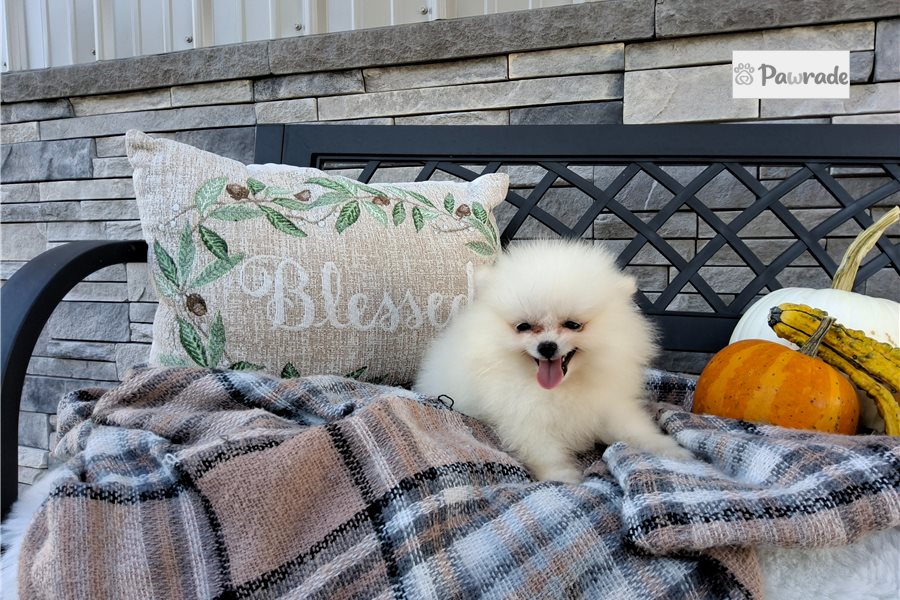 Nico - Pomeranian for sale