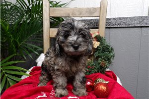 Shane - Cockapoo for sale