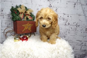 Smith - Cockapoo for sale